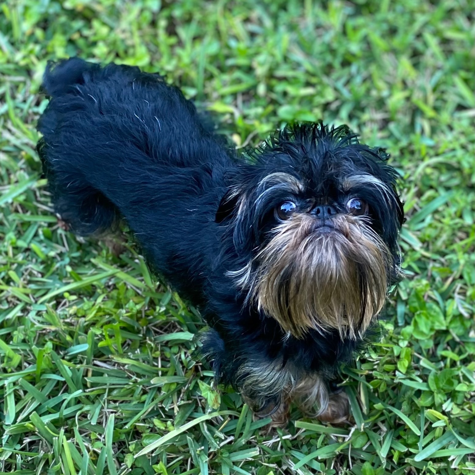 Zelda — Dam, Black & Tan Rough coat Brussels Griffon
